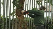 Richard cutting down the old Plum tree