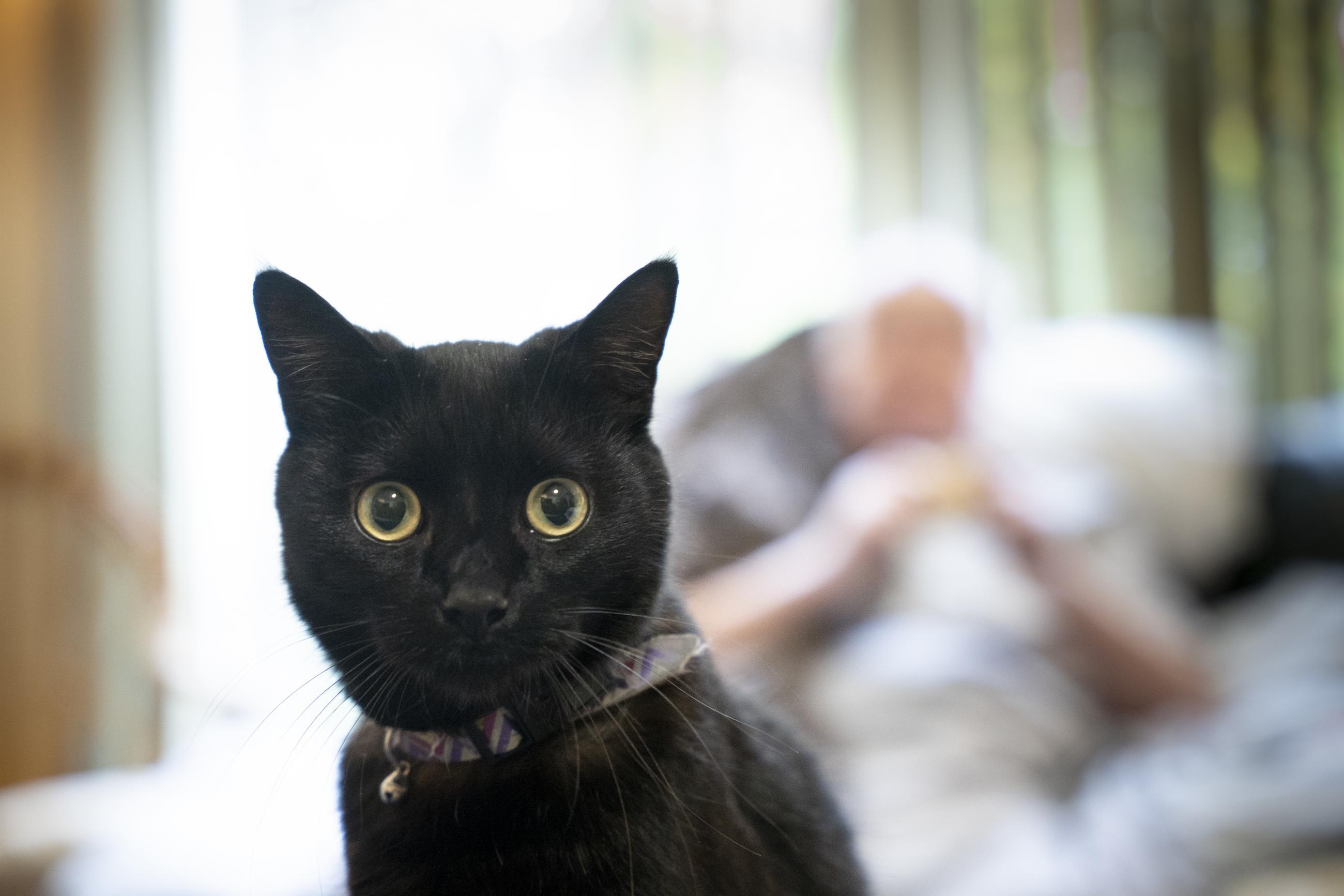 black cat