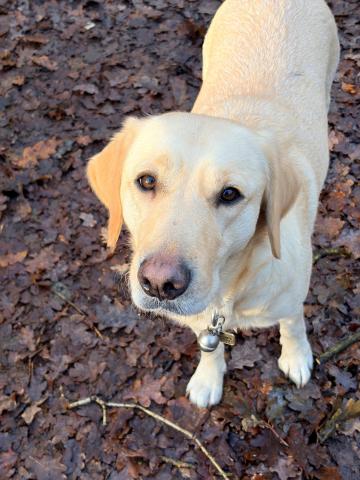 Assistiance dog Rosie standing on some leaves outside looking up at the camera